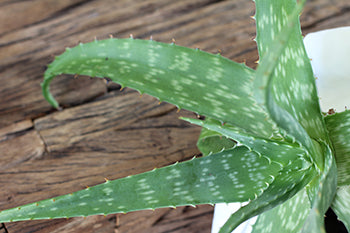 aloe vera benefits for teeth