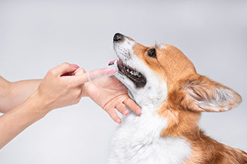 Brush dog teeth with human toothpaste hotsell