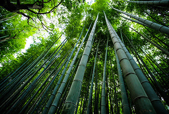 Comparison Between Compostable Plastic Products and Bamboo Products