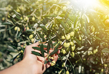 3 Benefits of Organic Tea Tree Oil For Teeth